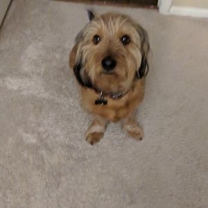 Meet your Posher, Cheyenne